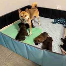 Shiba Inu puppies from The Queen of Shibas