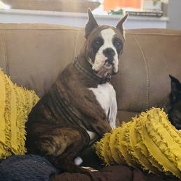 Binx - Boxer