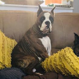 Binx - Boxer
