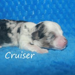 Cruiser - Blue merle male Toy Australian Shepherd puppy in Godley, Texas from Flying H Toy and Mini Aussies