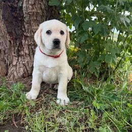 Red boy - Yellow male Labrador Retriever puppy in Corning, California from Raven's Labradors