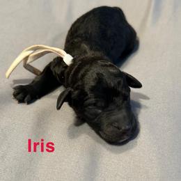 Iris - Black female Poodle puppy in Little Compton, Rhode Island from Shippee’s Standards