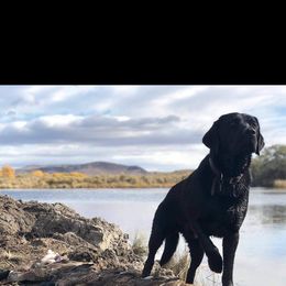 Labrador Retriever Puppies from Una Palma Kennels