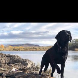 Labrador Retriever Puppies from Una Palma Kennels