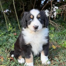 Alex- Has Tail and Videos - Black tri-color male Australian Shepherd puppy in Troy, South Carolina from Lana Corley- Australian Shepherds of 3/W Farms
