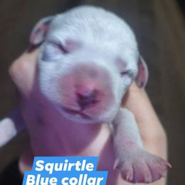 Squirtle (Blue Collar) - White and black male Dalmatian puppy in Raymondville, Missouri from Wagner's Dalmatian's