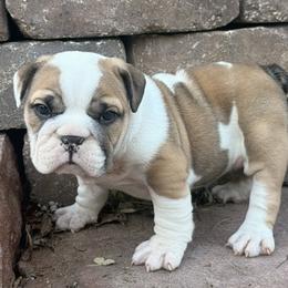 Sherry - Fawn female Bulldog puppy in Salem, Illinois from Itsabulldogthing