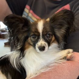 Dmitri - Cavalier King Charles Spaniel