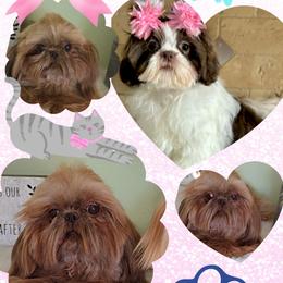 Shih Tzu puppies from 🩷CHAFFINO ADORABLE SHIH TZUS
