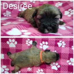 Desiree - Red gold female Lhasa Apso puppy in Cincinnati, Ohio from Shangri-La Lhasa Apsos