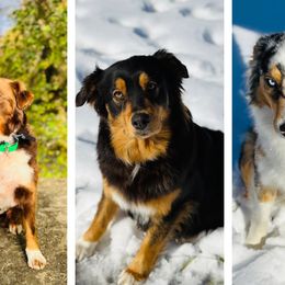 Australian Shepherds from Ugly Creek Aussies