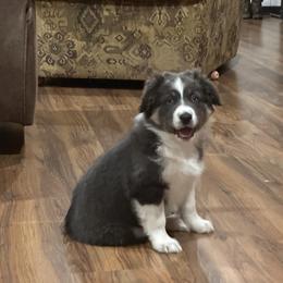 Favor - Dilute blue female Australian Shepherd puppy in Canton, Mississippi from Haven Farms Australian Shepherds