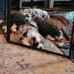 Miniature American Shepherd Puppies from Holly Hill Mini Aussies