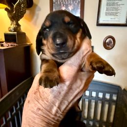 Savvy - Black and tan male Dachshund puppy in Russellville, Arkansas from Cains River Valley Dachshunds