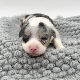 Snappy - 1800 Full Fluffy - Black and tan female Pembroke Welsh Corgi puppy in Rozet, Wyoming from Hayday Ranch Corgis
