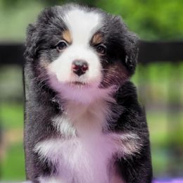 Girl 1 - Black tri-color female Australian Shepherd puppy in Maryland from Lake Shore Australian Shepherds