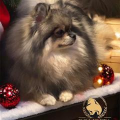 Nova - Pomeranian