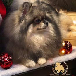 Nova - Pomeranian