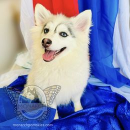 Monarch Bella's Lizzy - Silver and white female Pomsky puppy in Greeley, Colorado from Monarch Pomskies | Northern Colorado