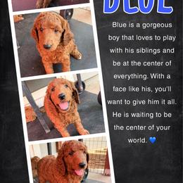 Blue - Red  male Poodle puppy in Sheridan, California from Renegade Standard Poodles