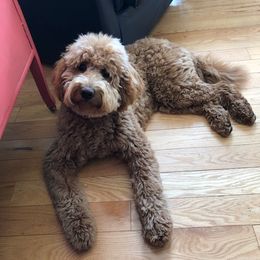 Penny - Goldendoodle