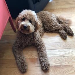 Penny - Goldendoodle