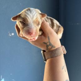 Girl 1 - Red merle female Australian Shepherd puppy in Lubbock, Texas from REKN’ Kennel Aussies