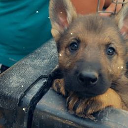 German Shepherd Puppies from JCR Kennels