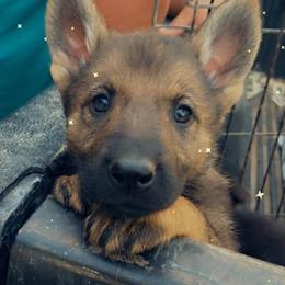 German Shepherd Puppies from JCR Kennels