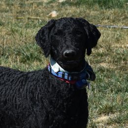 Ugo - Poodle