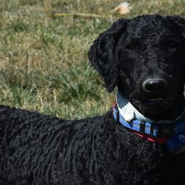 Ugo - Poodle