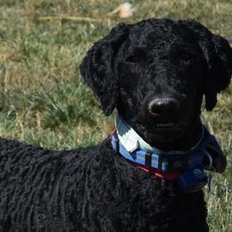 Ugo - Poodle