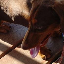 Luke - Dachshund