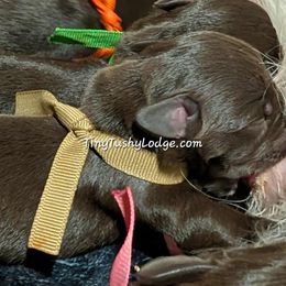 AKC tan ribbon - Liver male Miniature Schnauzer puppy in Greencastle, Indiana from Tiny Tushy Lodge