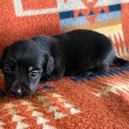 Cletus - Black and tan male Dachshund puppy in Okeechobee, Florida from HotShot Kennels