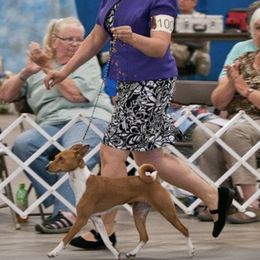 Basenji All Grown Up from Makindu Basenjis