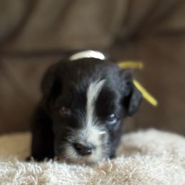 Yellow Girl - Black female Portuguese Water Dog puppy in Liberty Lake, Washington from Lakehouse Porties
