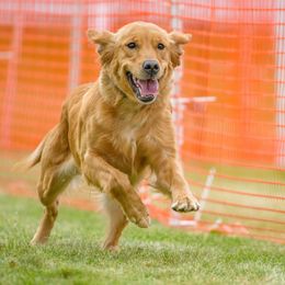 Bernese Mountain Dog and Golden Retriever All Grown Up from Langlois Goldens & Berners