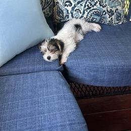 Yorkipoo Puppies from Bayless Yorkiepoos