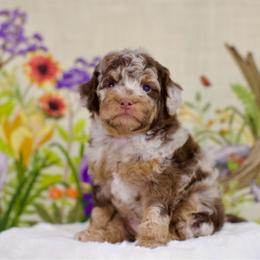 Turtle - Brown male Bernedoodle puppy in Queen Creek, Arizona from Dulcito Doodles