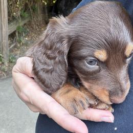 Timber AKC - Chocolate and tan male Dachshund puppy in Erie, Michigan from Champagne’s Grinch Toe’d Dachshunds