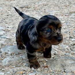 Sadie - Dapple female Dachshund puppy in Mt. Vernon, Texas from Double B