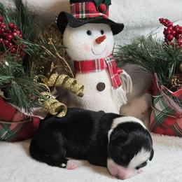 Comet - Black tri-color male Australian Shepherd puppy in Peach Bottom, Pennsylvania from Arcadia Australian Shepherds