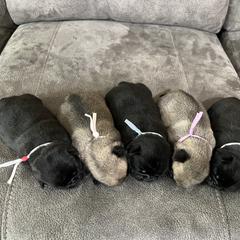 Pug Puppies from Maria Martin