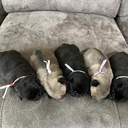 Pug Puppies from Maria Martin