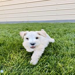 IceMan - Wheaten male Miniature Schnauzer puppy in Grantsville, Utah from Stellar Schnauzers