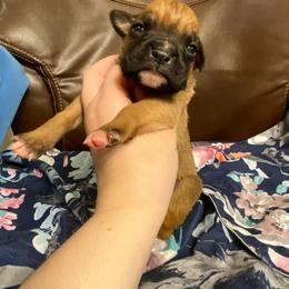 Boxer Puppies from Bre’s Boxers