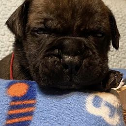 Bullmastiffs from Big Daddy Bullmastiffs