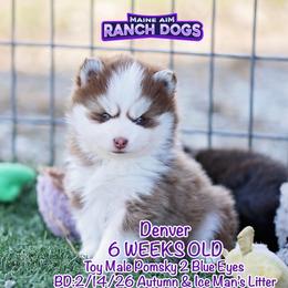 Denver - Red and white male Pomsky puppy in Humeston, Iowa from M.A.R. Dogs