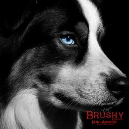 KIDD/BUBBA - Toy Australian Shepherd